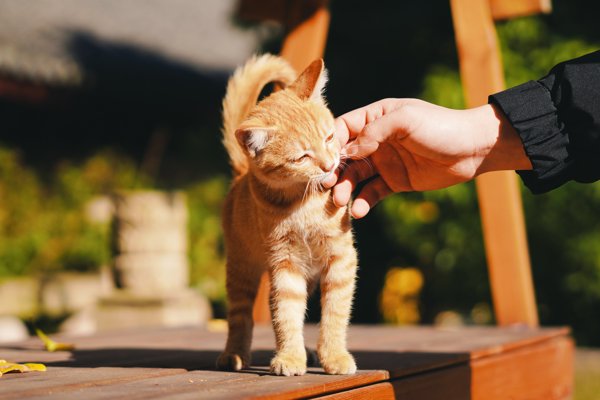 猫咪